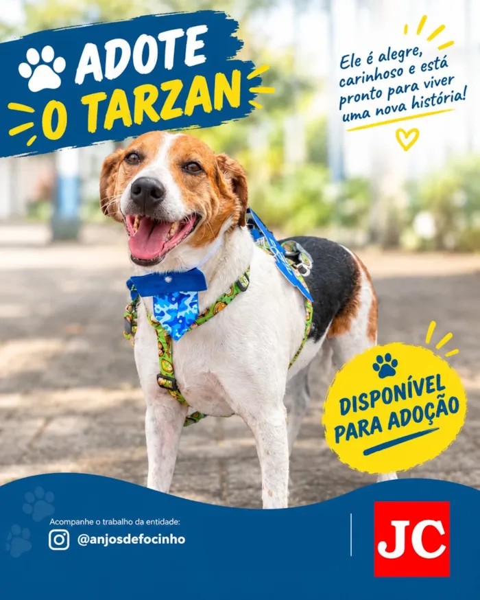 Feira de adoção para cães em Rio Claro neste sábado - imagem 2