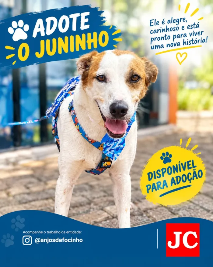 Feira de adoção para cães em Rio Claro neste sábado - imagem 3