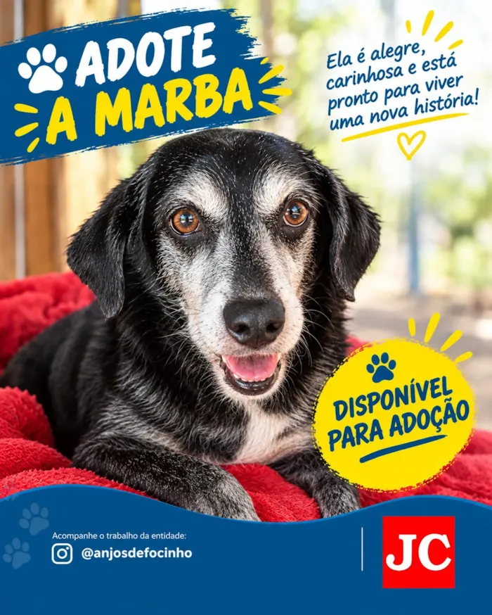 Feira de adoção para cães em Rio Claro neste sábado - imagem 4