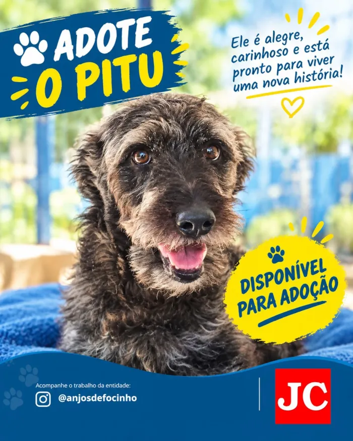 Feira de adoção para cães em Rio Claro neste sábado - imagem 5