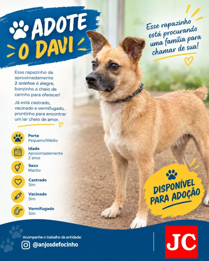 Feira de adoção para cães em Rio Claro neste sábado - imagem 6