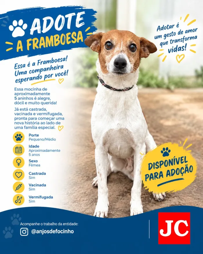 Feira de adoção para cães em Rio Claro neste sábado - imagem 7