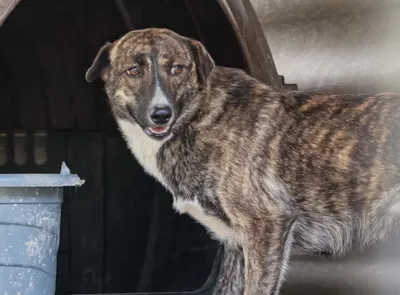 Feira de adoção de cães em Canela neste sábado