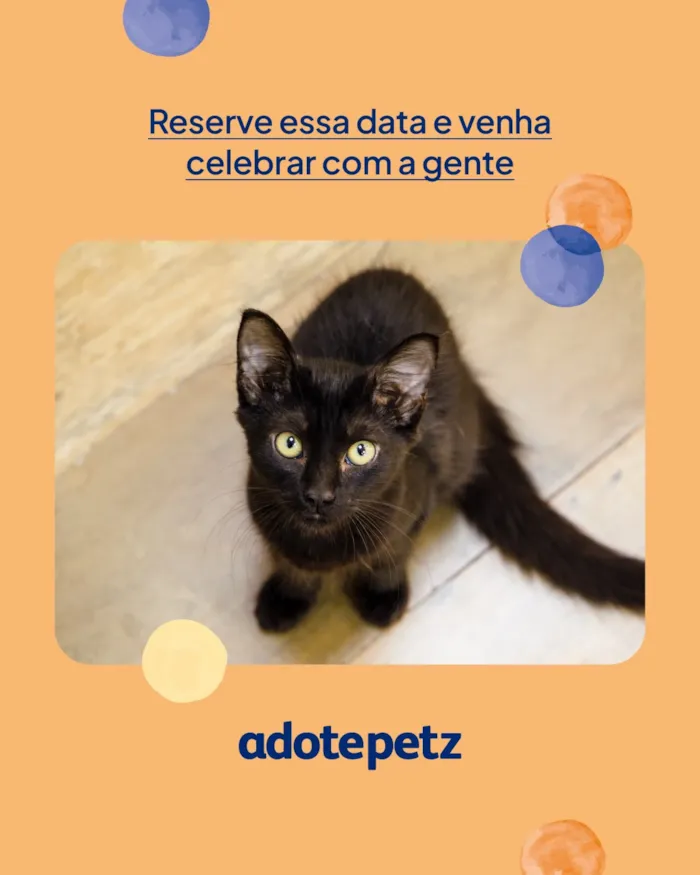 Feira de adoção em São Paulo celebra AdotePetz - imagem 4