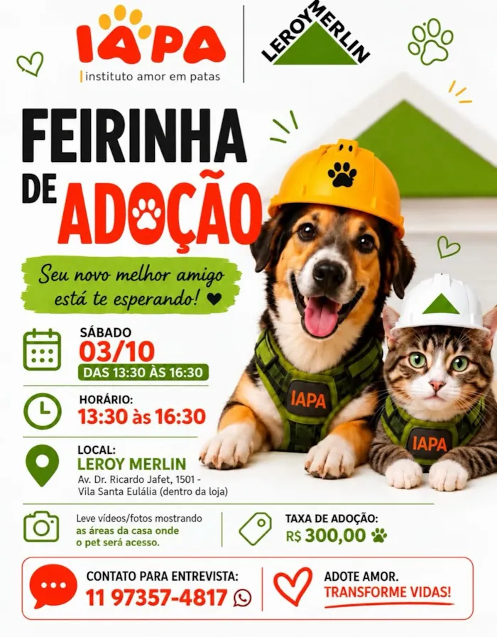 Cães e gatos aguardam adoção em São Paulo no sábado, 3 de outubro, das 13h30 às 16h30, com entrevista para encontrar um novo lar.