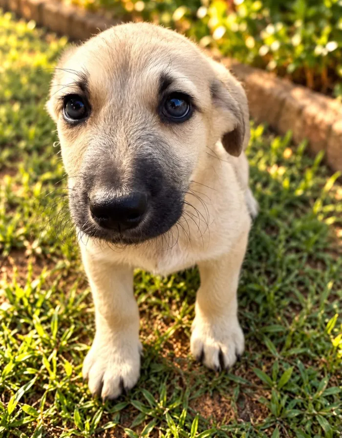 Feirinha de adoção em São Paulo no Leroy Merlin - imagem 4