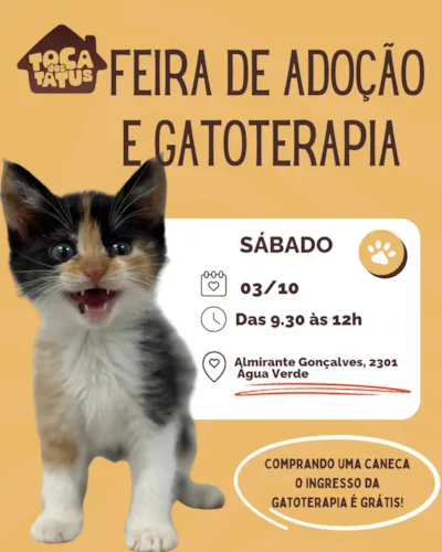 Feirinha de adoção de gatos e gatoterapia em Curitiba