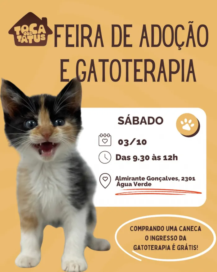 Feira de gatos em Curitiba ocorre em 3 de outubro, das 9h30 às 12h, no Água Verde, com adoção responsável e gatoterapia.