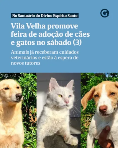 Feira de adoção em Vila Velha reúne cães e gatos