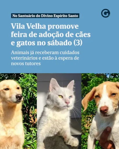 Feira de adoção em Vila Velha reúne cães e gatos