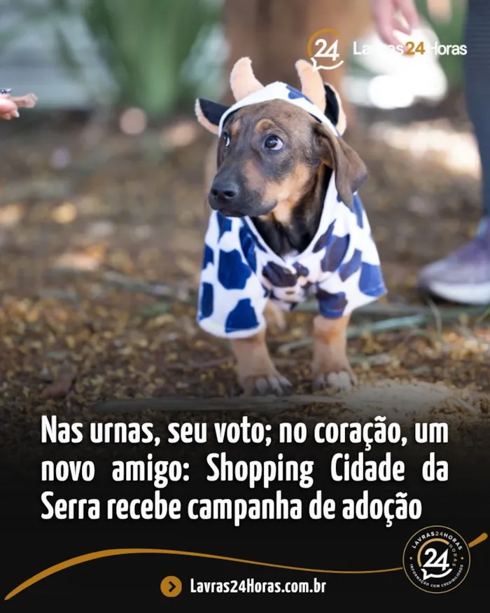 Campanha de adoção em Lavras acontece domingo, 4 de outubro, das 13h às 17h, com cães vacinados e vermifugados disponíveis.
