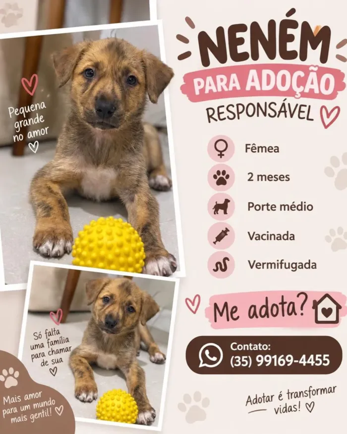 Campanha de adoção de cães neste domingo em Lavras - imagem 3