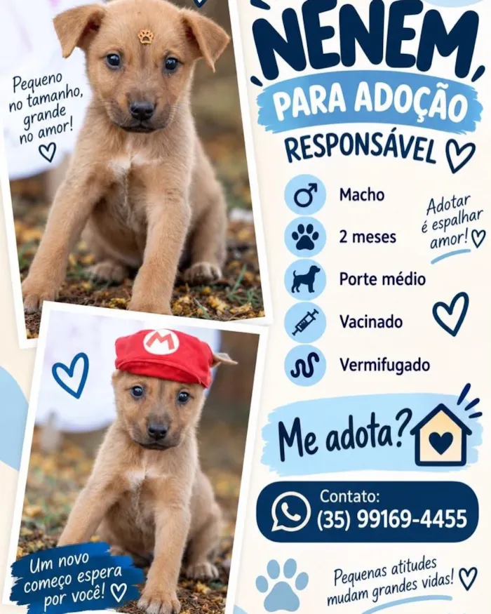 Campanha de adoção de cães neste domingo em Lavras - imagem 4