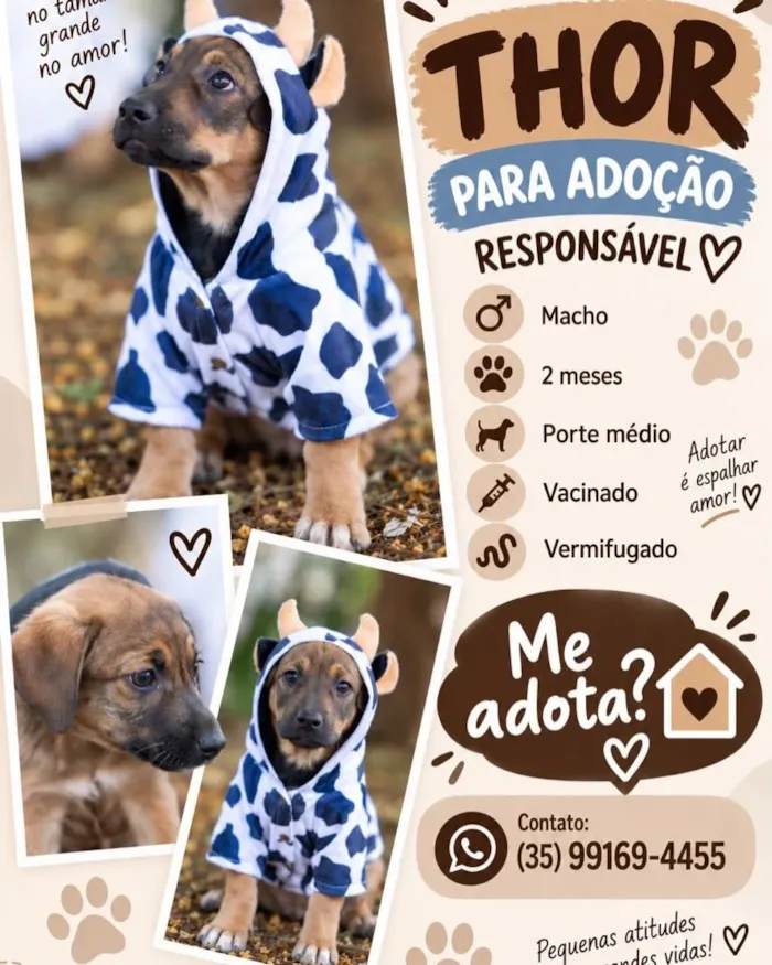 Campanha de adoção de cães neste domingo em Lavras - imagem 5