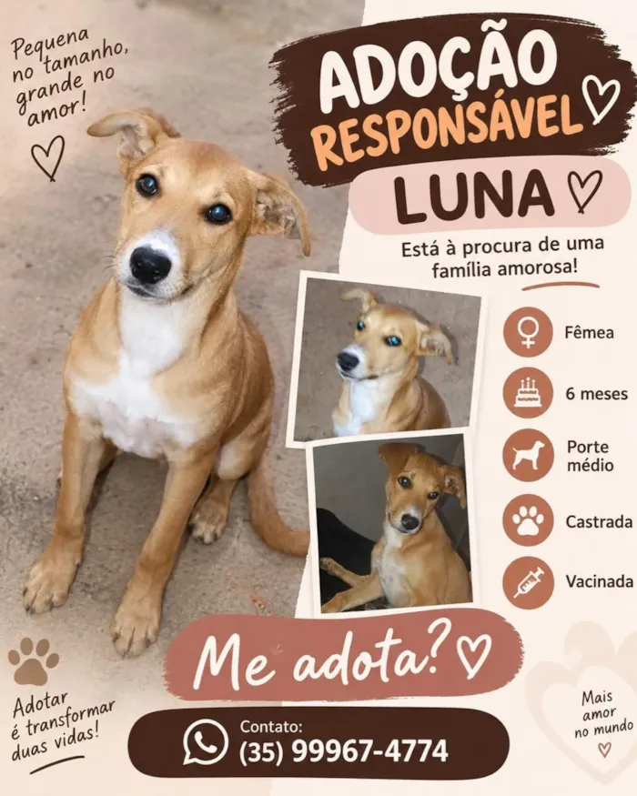 Campanha de adoção de cães neste domingo em Lavras - imagem 6