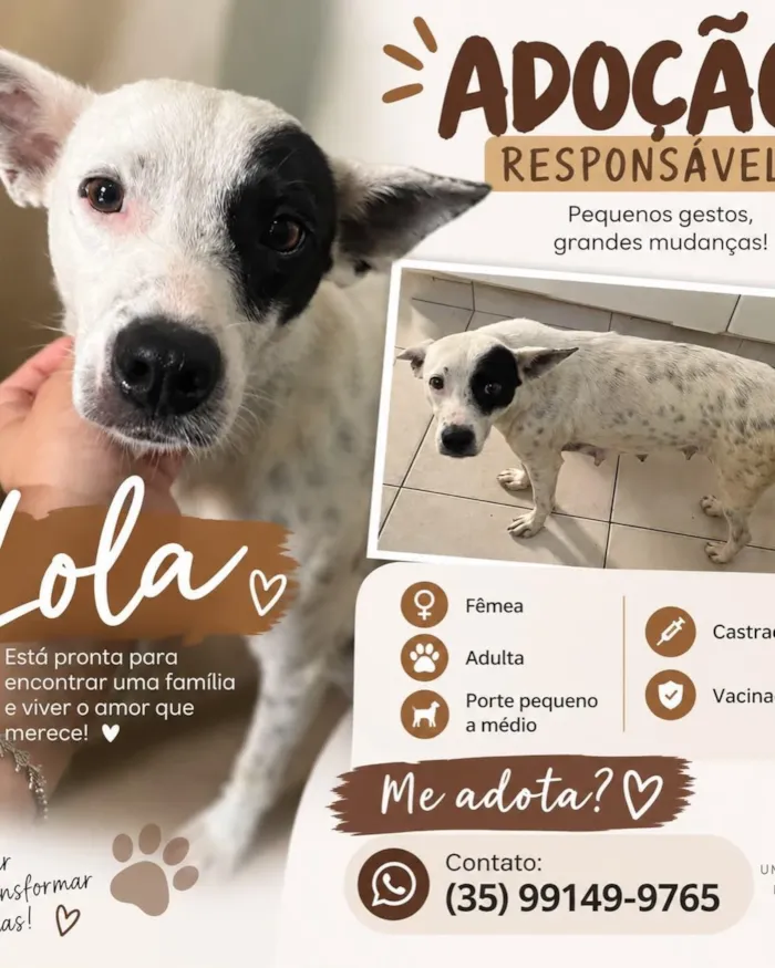 Campanha de adoção de cães neste domingo em Lavras - imagem 7