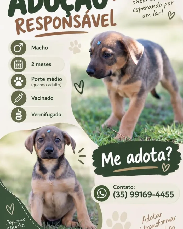 Campanha de adoção de cães neste domingo em Lavras - imagem 8