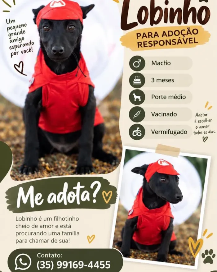 Campanha de adoção de cães neste domingo em Lavras - imagem 9