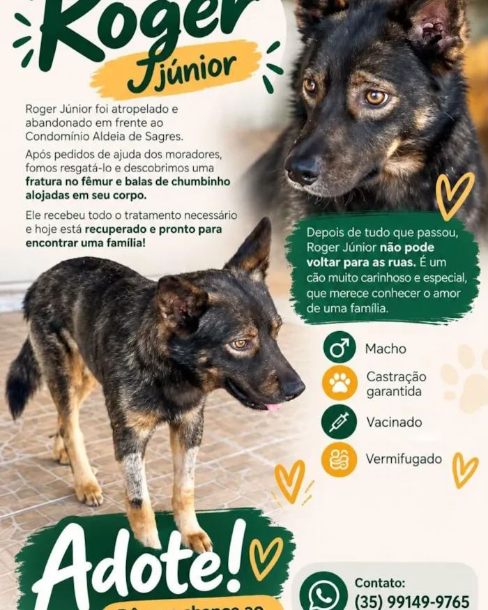 Campanha de adoção de cães neste domingo em Lavras - imagem 10