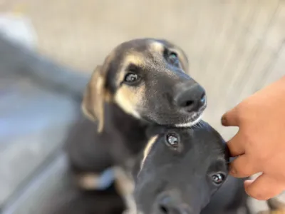 Adoção de cães em Piedade neste sábado na Praça da Rodoviária