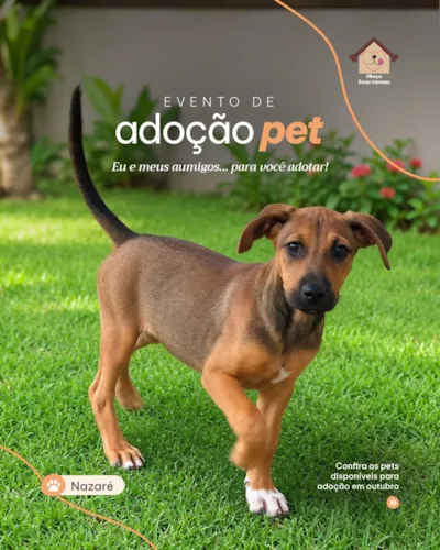 Evento de adoção pet em Vila Velha no shopping