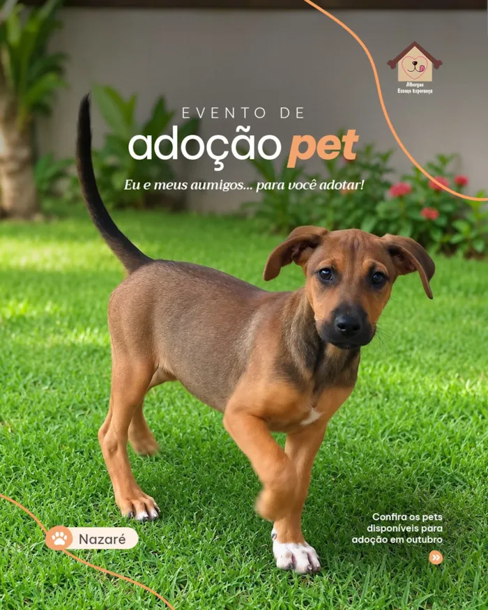Feira de adoção em Vila Velha acontece em 3 de outubro, das 10h às 16h, com cães e gatos à espera de uma família responsável.