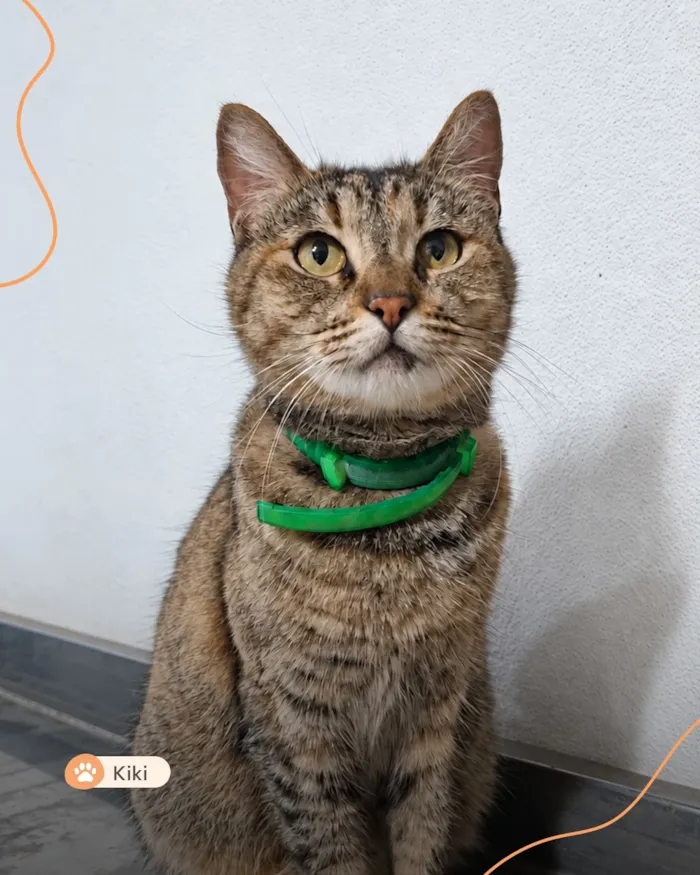 Evento de adoção pet em Vila Velha no shopping - imagem 2