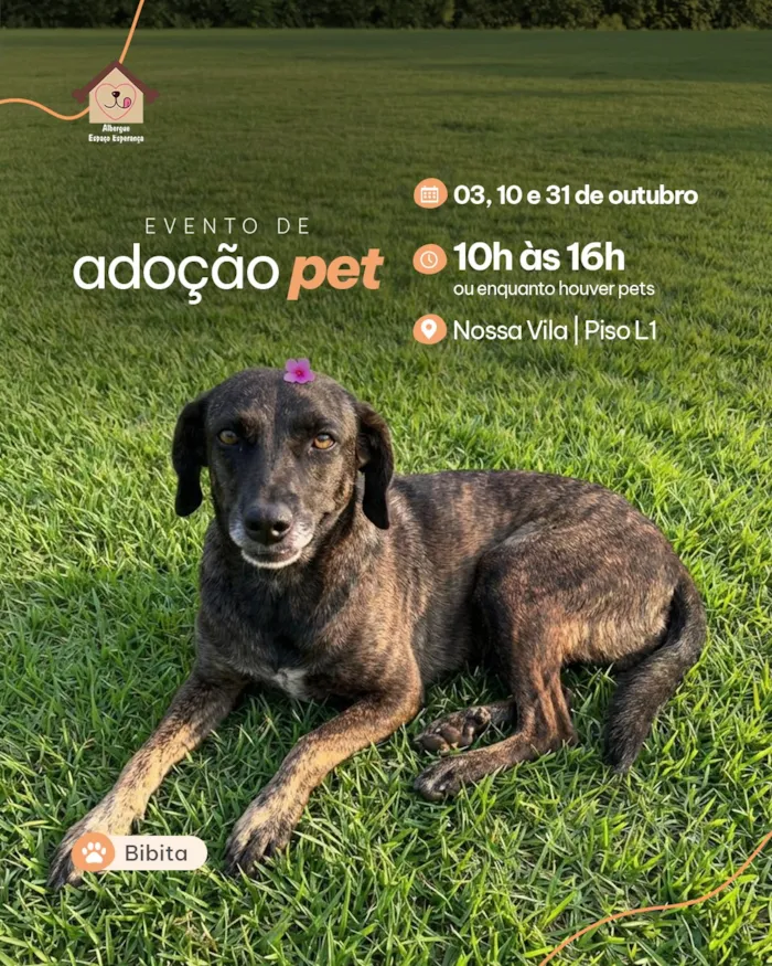 Evento de adoção pet em Vila Velha no shopping - imagem 5