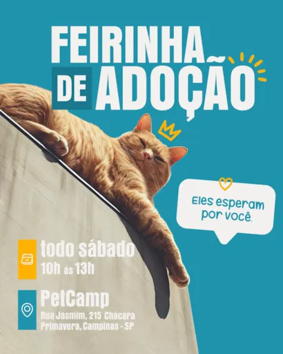 Feirinha de adoção Mundo Felino em Campinas