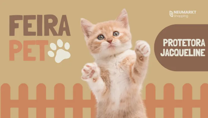 Feira de gatos para adoção acontece em Blumenau em 10 e 24 de outubro, das 14h às 18h, com animais em busca de um lar.