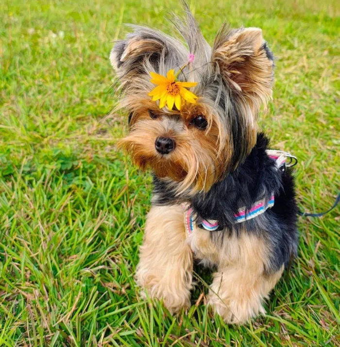 Cãominhada em Gravataí terá feira de adoção em 18 de outubro, das 9h ao meio-dia, com filhotes e animais adultos à espera de um lar.