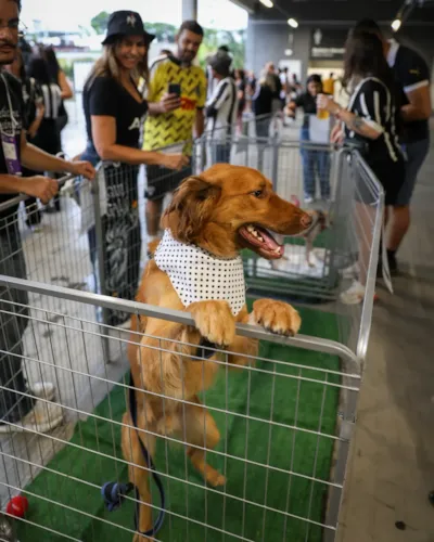 Feira de adoção na Arena MRV em Belo Horizonte