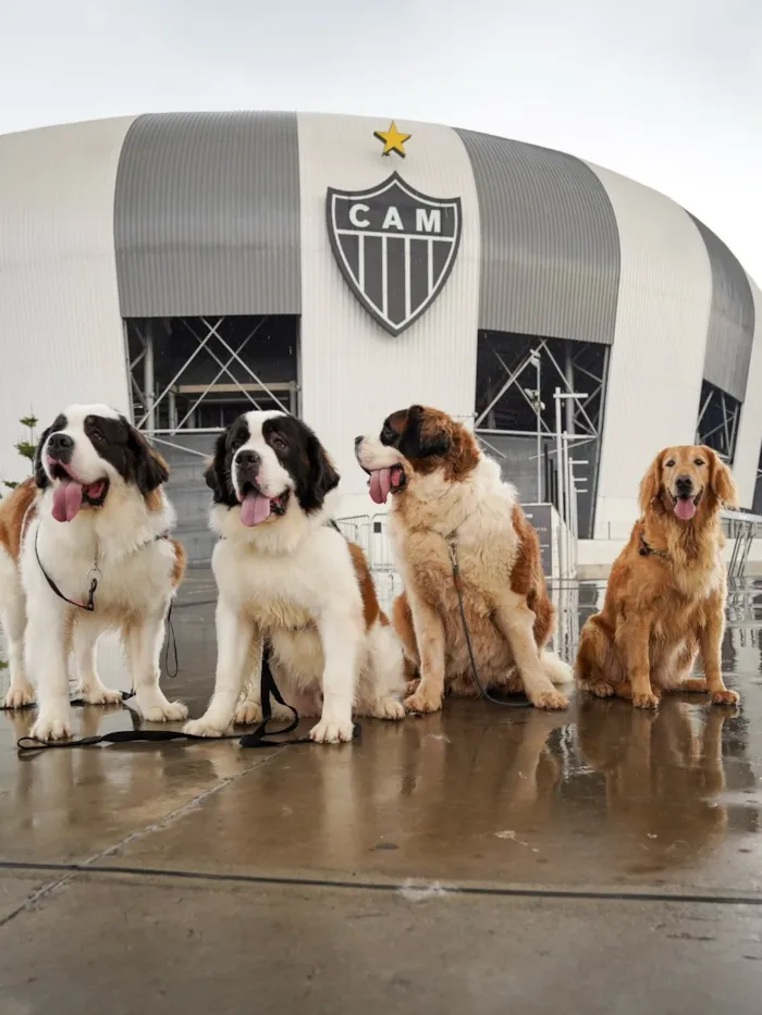 Evento Feira de adoção em Belo Horizonte na Arena MRV