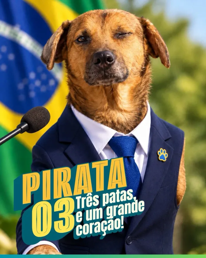 Adoção de cães e gatos em Alvorada neste domingo - imagem 3