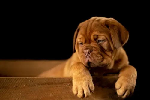 Melhor ração para cachorro: como ler o rótulo e escolher