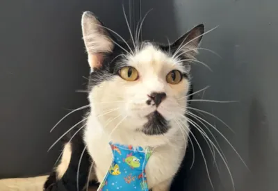 Adoção de cães e gatos no Shopping Santa Úrsula em Ribeirão Preto