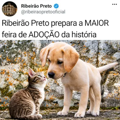Adoção de pets em Ribeirão Preto: a maior feira da história