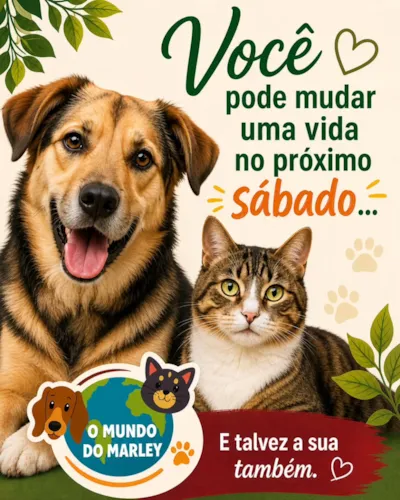 Feira de adoção em Olinda na Feira Multicultural