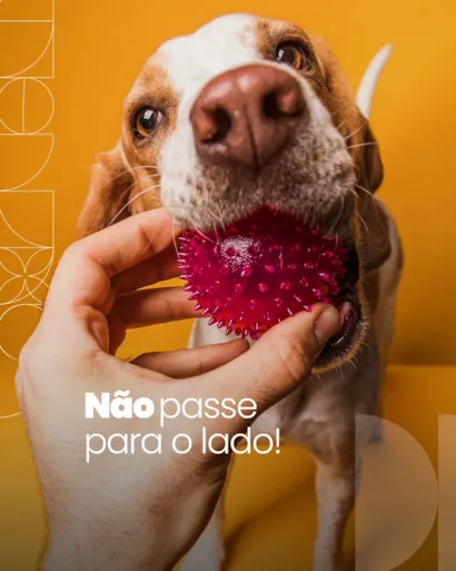 Feira de adoção de cães e gatos acontece em Barueri