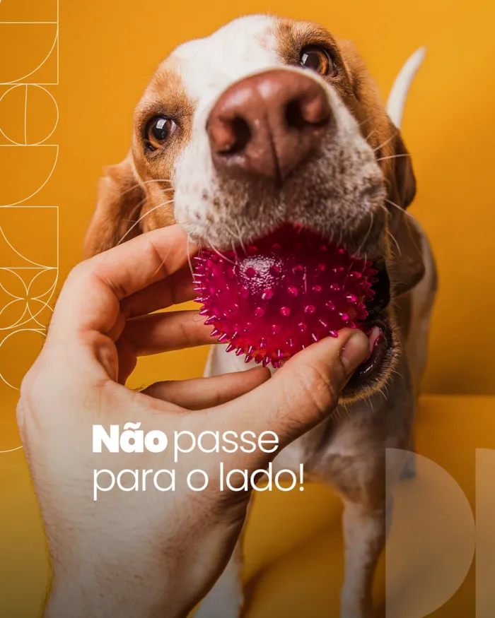 Evento Feira de adoção de cães e gatos acontece em Barueri