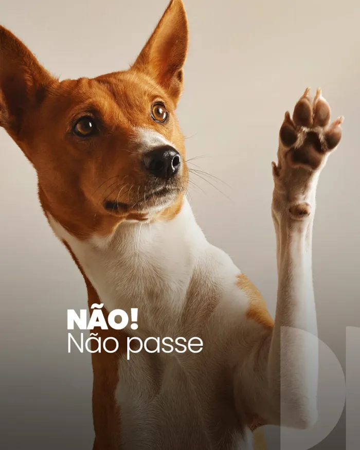 Evento Feira de adoção de cães e gatos acontece em Barueri