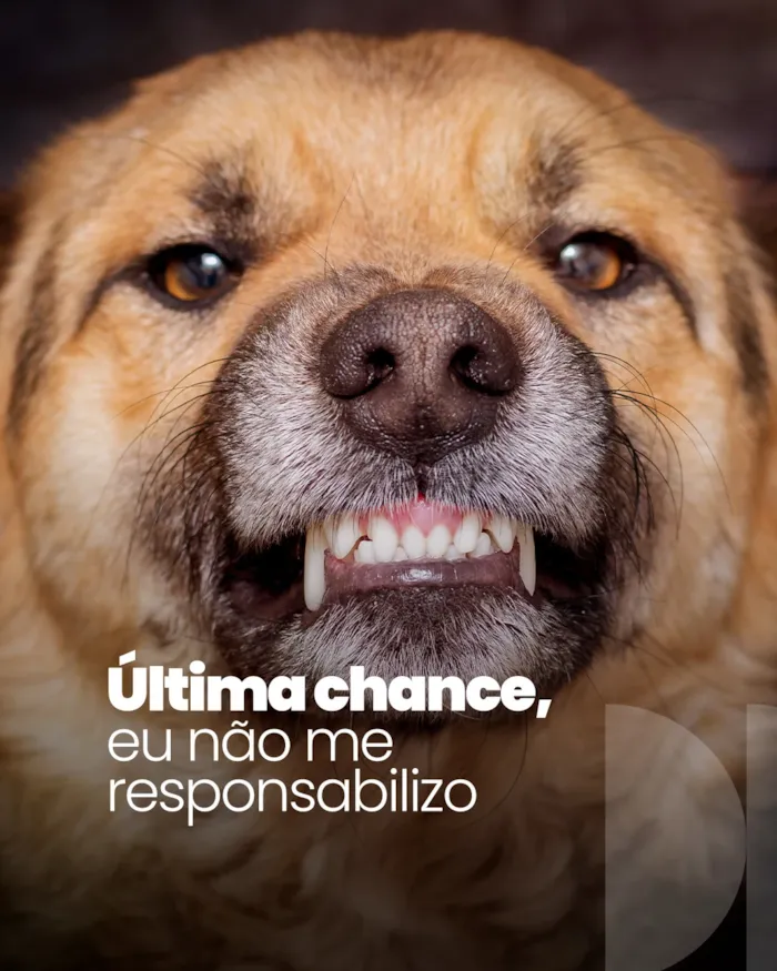 Evento Feira de adoção de cães e gatos acontece em Barueri
