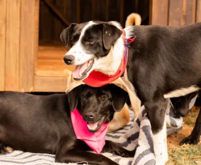 Feira de Adoção de Cães em Xanxerê no dia 17 de Outubro