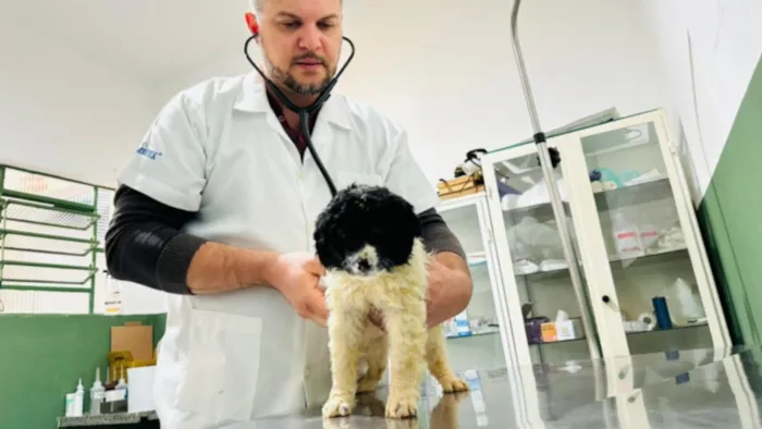 Feira de adoção em Sumaré acontece em 10 de outubro, das 9h às 12h, com cães e gatos cuidados e prontos para encontrar um lar.