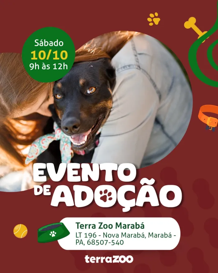 Evento de adoção de cães e gatos em São Luís - imagem 2