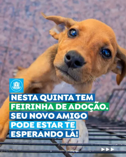 Feira de adoção de cães e gatos em Macaé nesta quinta
