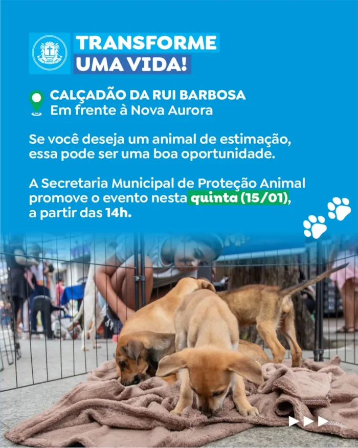 Feira de adoção de cães e gatos em Macaé nesta quinta - imagem 2