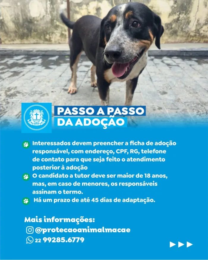 Feira de adoção de cães e gatos em Macaé nesta quinta - imagem 3