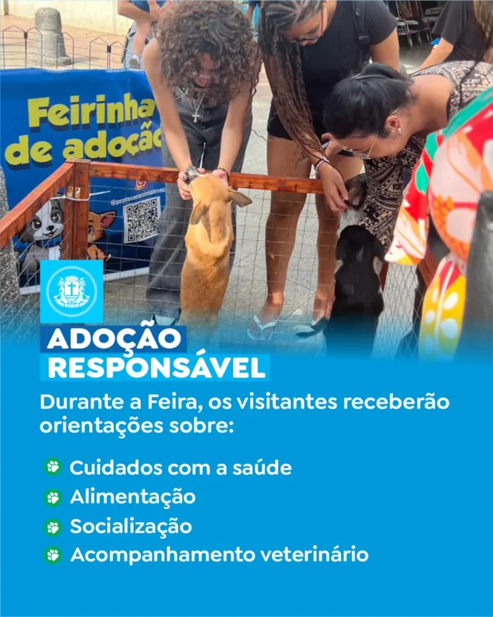 Feira de adoção de cães e gatos em Macaé nesta quinta - imagem 4