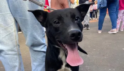 Feira de adoção de pets em Lajeado